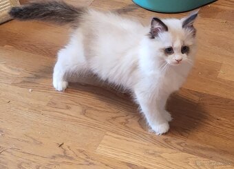 Ragdoll mačiatko - 2