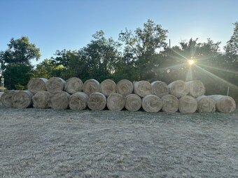 Predam balikovane seno pre kone, kozy, ovce - 2