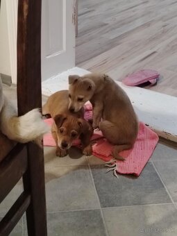 Darujem šteniatká - 2