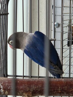 Agapornis skraboskovy - 2