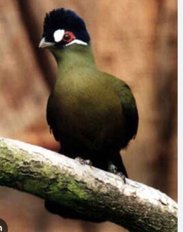 Turako bielolice - 2