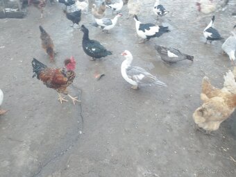 Kačice a kohút - 2