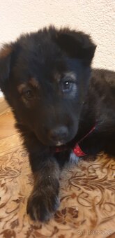 Rimavská Sobota - 2