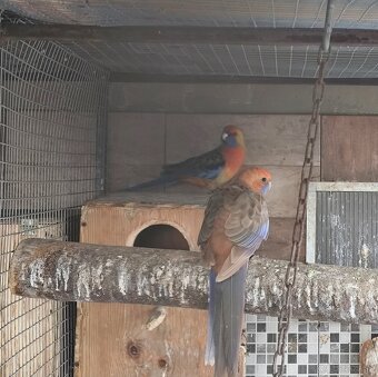 Rozely ruším chov - 2