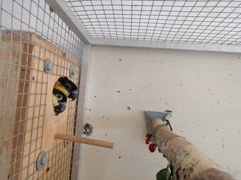 Amazonik čiernotemenný - 2