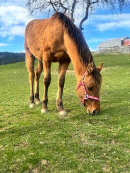Kobylka QH s PP - 2