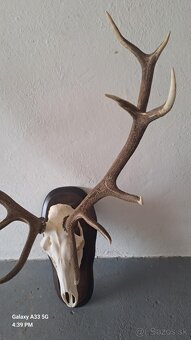 trofej,parohy - 2