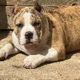 Na predaj American Bully - 2