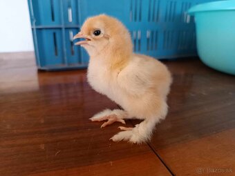 Brahmanky - 2