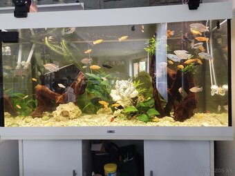 akvarium - 2