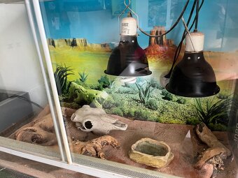 Terarium - 2