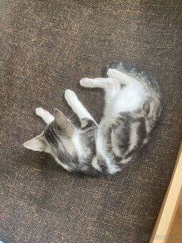 1/2 Mainská mývalia mačka/kocúr (Maine Coon) - 2