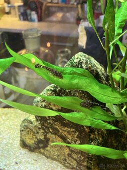 Prísavníky - ancitrus - 2