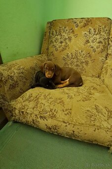 Šteniatka čistokrvného  jazvečítka - 2