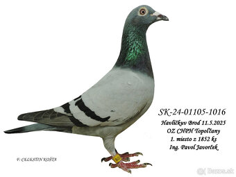 POŠTOVÉ HOLUBY - 2
