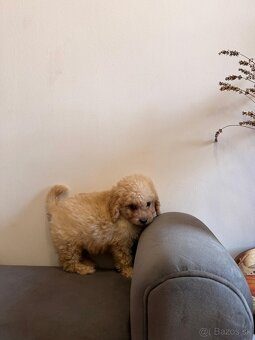 Maltipoo - 2
