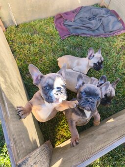 Francúzsky Buldoček - 2