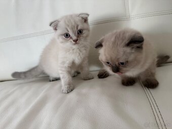 Britské mačiatka - 2