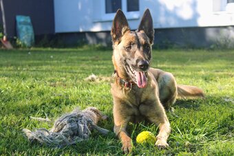 Belgický ovciak - 2