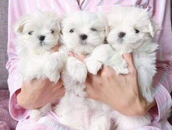 Ponúkam na predaj mini maltazaka - 2