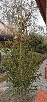 Vianočný stromček - 2