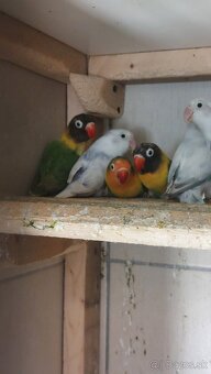 Ponúkam na predaj agapornisov - 2