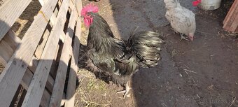 Predám kohúty australorpky - 2