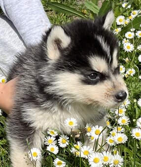 Sibírsky Husky - 2