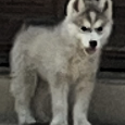 Sibírsky Husky - 2