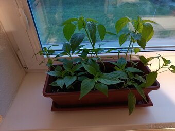 Priesady chilli - 2