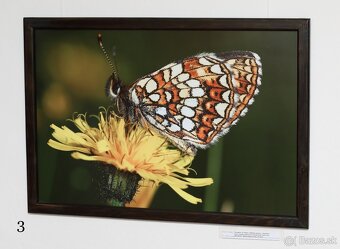 Fotografie motýľov, zarámované, 96 x66 (101 x 70) cm - 2