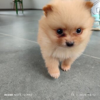Nemecký trpaslicí špic typ pomeranian - 2