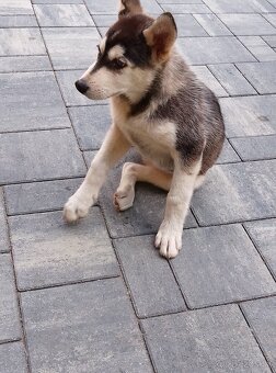Hasky - 2