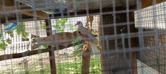 Hrdličky chychotavé - 2