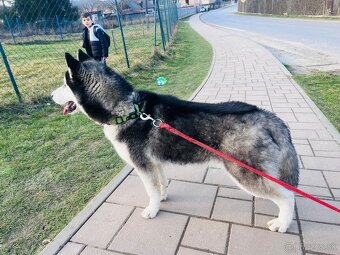 Sibirsky husky - 2