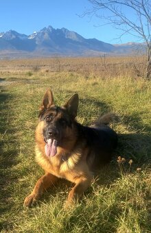 nemecký ovčiak - 2