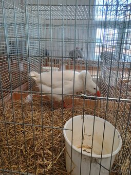 Slovenska biela hus - 2