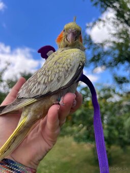 Ručne dokrmena korela - 2