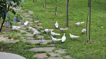 Bratislavské vysokoletune - 2