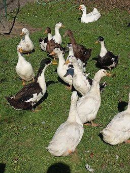 Predám kačky a káčerov - 2