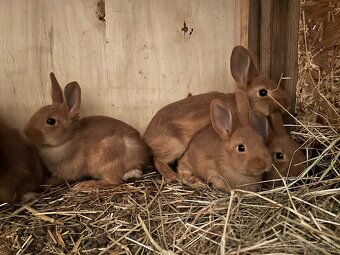 Novozélandský červený - 2