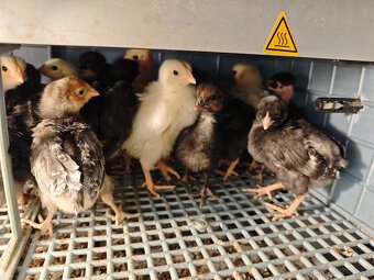 Kuriatka nosnice - 2