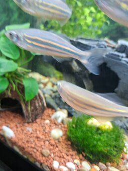 Prísanik a danio - 2