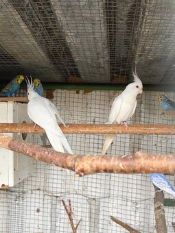 Korela biela albino 1,1 - 2