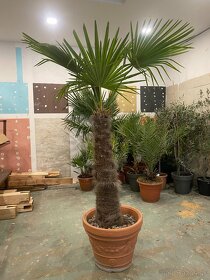 Mrazuvzdorná palma Trachycarpus Fortunei - 2