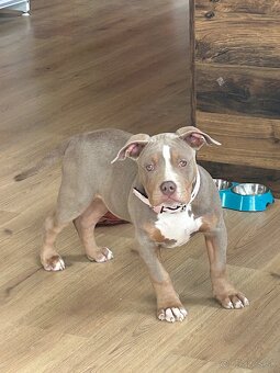 American bully standard ABKC - 2