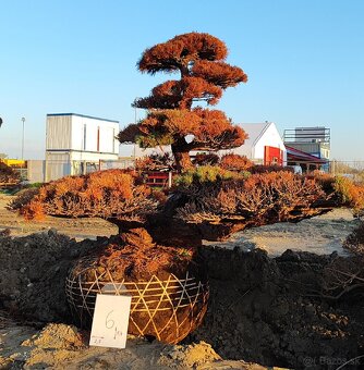 Suchý bonsai pre biophilic design - unikátny doplnok - 2