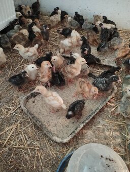 3 týždňové kuriatka kalimero - 2
