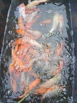 koi kapre - 2