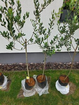 olivovník európsky (Olea europaea) - 2